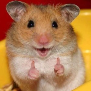 top 40+ des animaux qui sourient, c'est con mais ça fait du bien